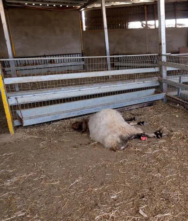 Image for the event titled: Carcass of a sheep killed by settlers in the  Sharif Abu Makho farm