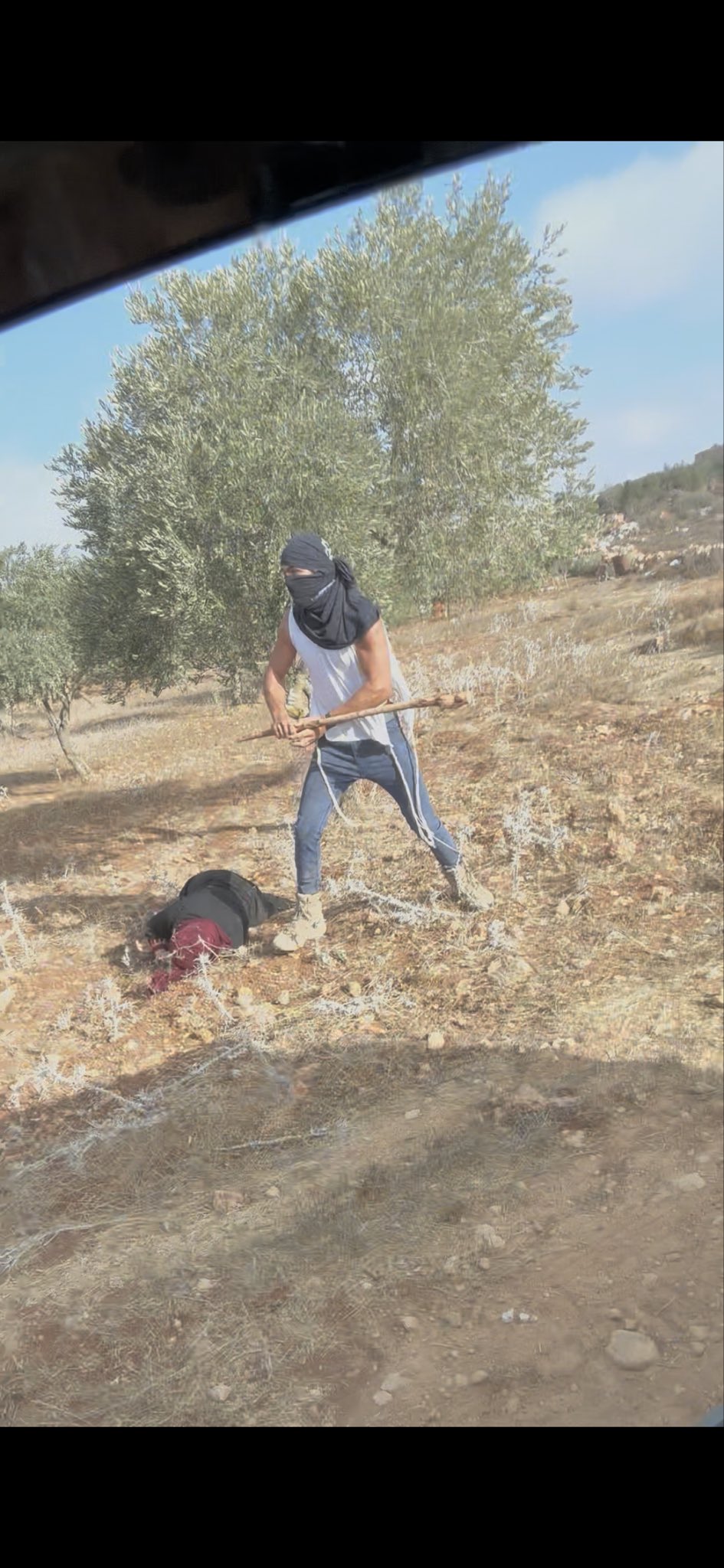 Image for the event titled: Settler clubbing an elderly woman harvesting her olive tree