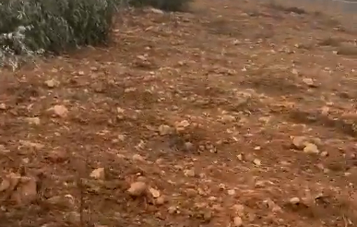 Thumbnail preview image for the video titled: A Palestinian farm in the village of Deir Dibwan was set on fire and olive trees cut down by settlers