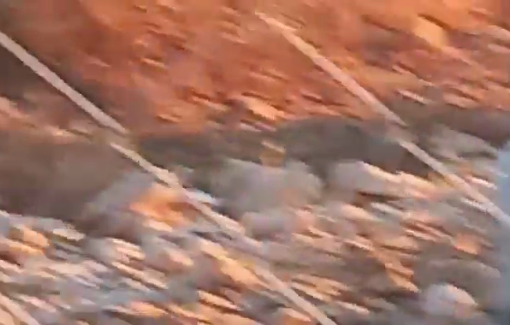 Thumbnail preview image for the video titled: Israeli settlers release their livestock among fruitful trees owned by Palestinians in Khirbet in the Sh'ib al-Butum