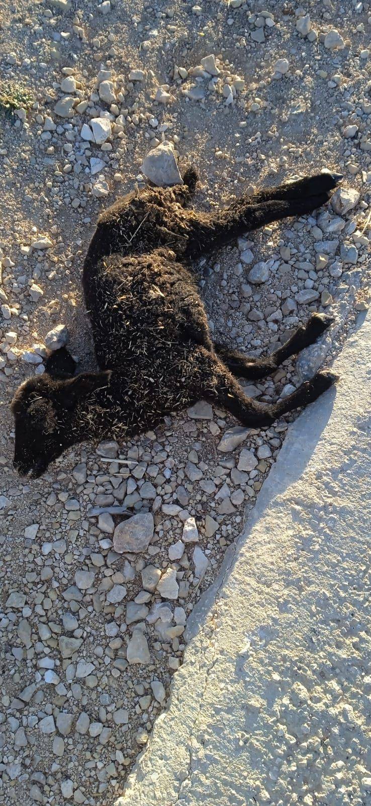 Thumbnail preview image for the video titled: Settler dumping of an animal carcass to poison Palestinian livestock in Fateh Sadra