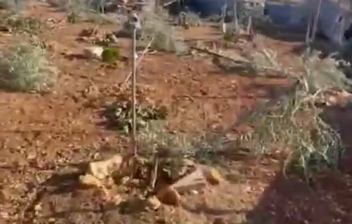 Thumbnail preview image for the video titled: Israeli settler militias cut down dozens of Palestinian olive trees and saplings in Burqa