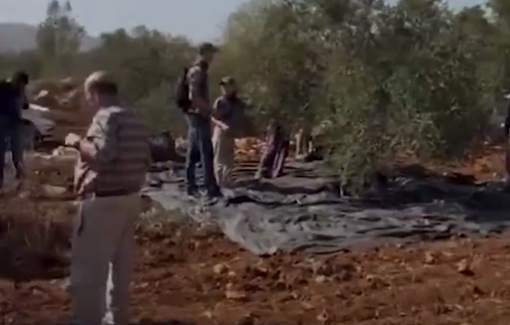 Thumbnail preview image for the video titled: Olive harvest in Turmus Aya: "It’s because of your video yesterday, that’s why they don’t come"