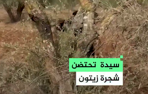 Thumbnail preview image for the video titled: A Palestinian woman embraces an olive tree destroyed by settlers in Qaryut village