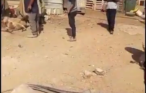 Thumbnail preview image for the video titled: Settlers trying to steal sheep from a Palestinian family claiming that these sheep belonging to them