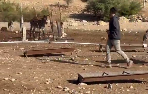 Thumbnail preview image for the video titled: Settlers harassING Palestinians in the Al-Auja area and release their livestock into their homes