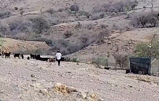 Thumbnail preview image for the video titled: Israeli settlers release their livestock on Palestinian land in Shallal Al-Auja