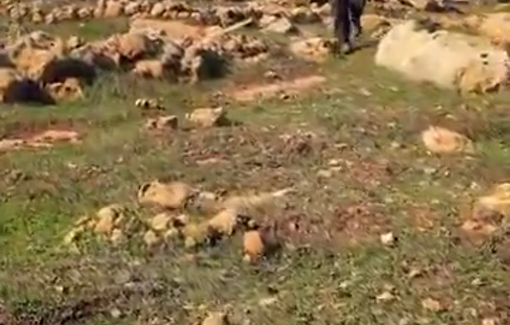 Thumbnail preview image for the video titled: A settler violently assaults a human-rights activist, fully aware he’s being filmed—and utterly indifferent