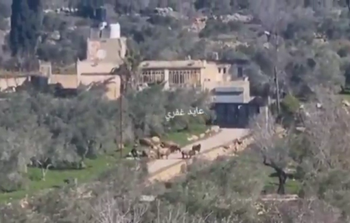 Thumbnail preview image for the video titled: Israeli settlers release their livestock into Palestinian groves and near residential homes in Sinjil and Al-Mughayyir