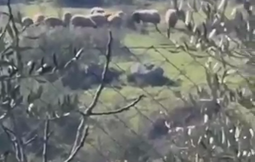 Thumbnail preview image for the video titled: Israeli settlers release their livestock into the homes of Palestinians in Sinjil town in northern Ramallah.