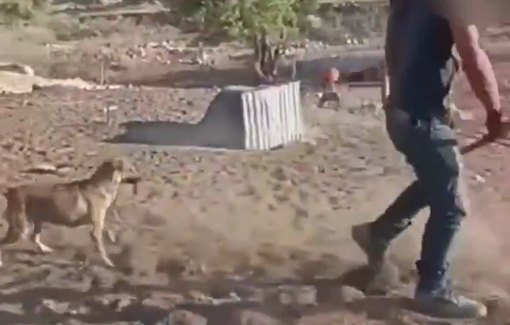 Thumbnail preview image for the video titled: Settler kid beat up shepherd dogs in Ras al-Ein in the Jordan Valley