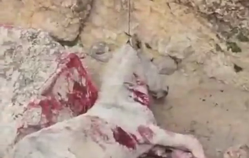 Thumbnail preview image for the video titled: *Sensitive footage* In Jaba' al-Maghazi: Settlers from the Gur Arye outpost rob a 10 year old Beduin kid of his donkey, hanging the donkey and stoning him to death