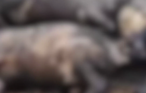 Thumbnail preview image for the video titled: Israeli settler militias burned dozens of sheep belonging a Palestinian farmer in As-Samua