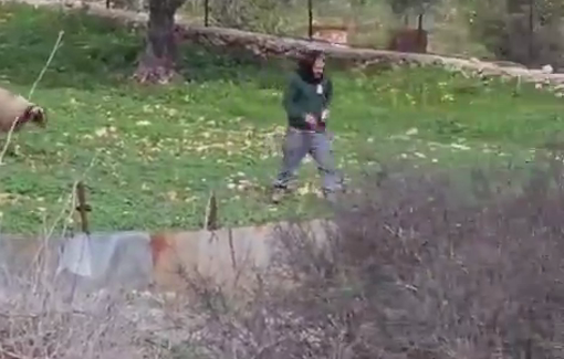 Thumbnail preview image for the video titled: Israeli settlers return to harass Palestinian Christian family in Birzeit, graze livestock on their land