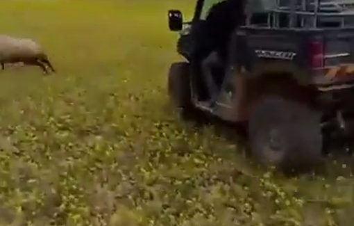 Thumbnail preview image for the video titled: Israeli settlers chased Palestinian shepherds in their land in Massafer Yatta