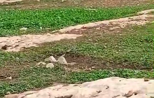 Thumbnail preview image for the video titled: A settler invaded Wadi a-Seeq community in Rammun