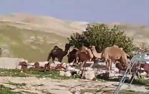Thumbnail preview image for the video titled: Settlers release herds of cattle and camels around Palestinian homes in Khirbet al-Fakheit