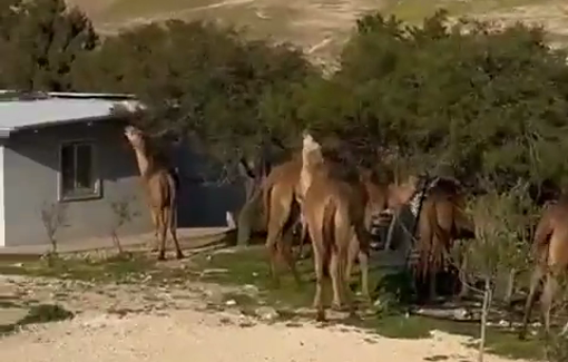 Thumbnail preview image for the video titled: Settlers with a herd of camels invaded Khirbet al-Fakheit and broke into the school
