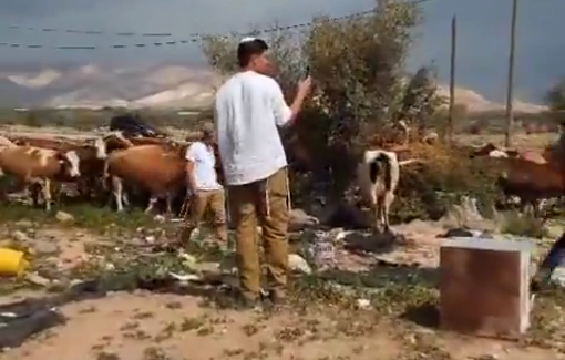 Thumbnail preview image for the video titled: Settlers again entered central Fasayil in the Jordan Valley this morning, grazing cattle directly in front of Palestinian homes