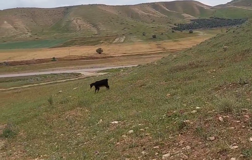 Thumbnail preview image for the video titled: Terorist settlers from Tzuriel Farm injured Palestinian goat with rocks