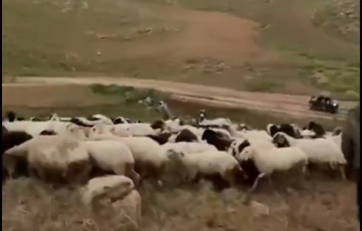 Thumbnail preview image for the video titled: Three settlers tried to steal some sheep & attacked two Palestinians in a road nearby Al Fakheit