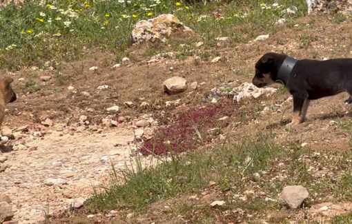Thumbnail preview image for the video titled: In Khirbet al-Marajem, Mohammad and Linda are now living next to the ruins of their home after it was demolished by the Israeli army