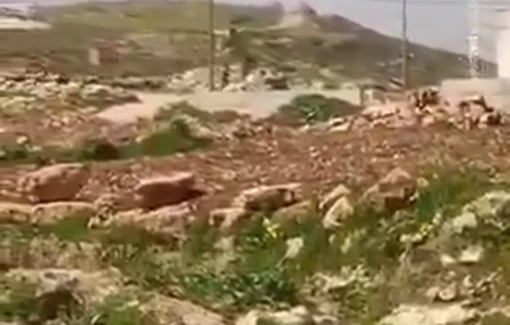 Thumbnail preview image for the video titled: An Israeli settler releases his sheep near Palestinian homes in the town of Qusra