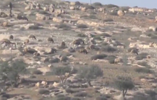 Thumbnail preview image for the video titled: Israeli settlers release their livestock in Khirbat Qawawis in Masafer Yatta