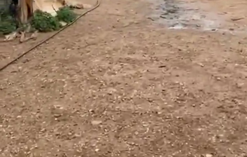 Thumbnail preview image for the video titled: Settler Didi Amosi from the illegal outpost "Tene Yarok Farm" led two '"soldiers" on a tour in Palestinian grazing areas