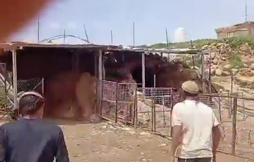 Thumbnail preview image for the video titled: Israeli settlers stormed Palestinian houses and tents in the town of Khirbet Markaz in Hebron