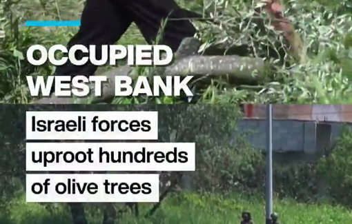 Thumbnail preview image for the video titled: Israeli bulldozers uprooted dozens of olive trees in the plains of al-Lubban al-Sharqiya village
