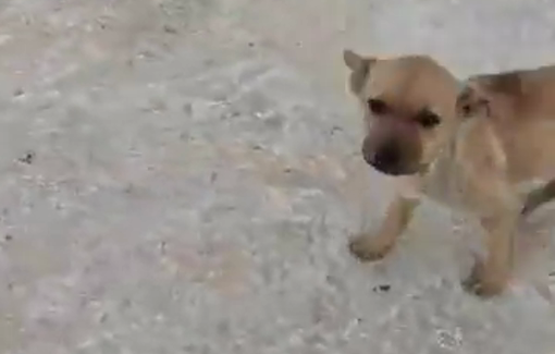 Thumbnail preview image for the video titled: For the second time in a week, Settlers attacked a dog in Khirbet al-Marajam