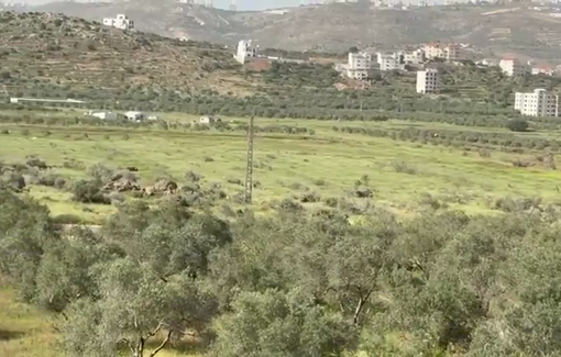 Thumbnail preview image for the video titled: Israeli settlers uproot around 1,000 olive trees in the plains of Turmus Ayya