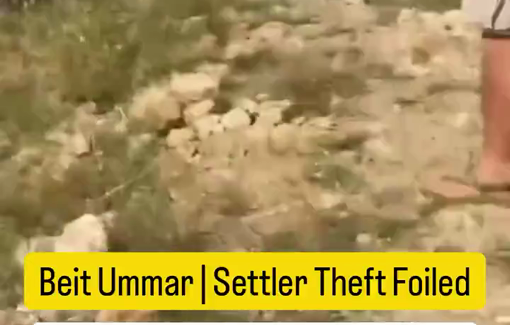 Thumbnail preview image for the video titled: Settlers attempting to steal Palestinian sheep in “Wadi al-Sheikh” near the town of Beit Ummar