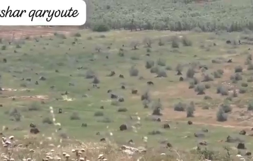 Thumbnail preview image for the video titled: Israeli soldiers uproots hundreds of olive trees on citizens’ lands in the village of Jalud, southeast of Nablus