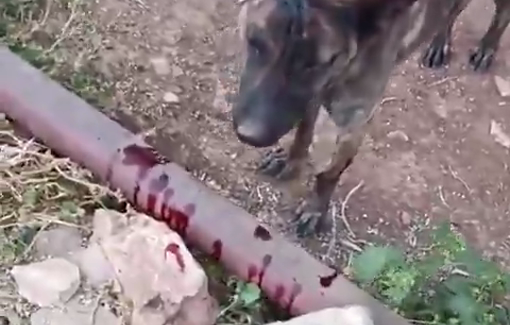 Thumbnail preview image for the video titled: An Israeli settler brutally beat a chained-up guard dog outside a Palestinian home in Attara, West Bank