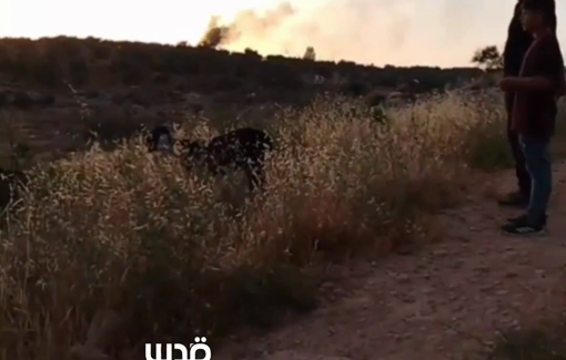 Thumbnail preview image for the video titled: Israeli settlers set fire to agricultural structures in Palestinian lands in the village of Shuqba