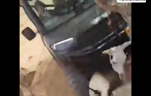Thumbnail preview image for the video titled: Israeli settlers ran over sheep belonging to a Palestinian farmer with their ATV in Khirbet at-Tawil, leaving them trapped underneath it.