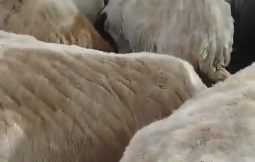 Thumbnail preview image for the video titled: Settlers enter a Palestinian shepherd’s flock like a herd, run over a sheep, and attack the shepherd in Khirbet at-Tawil