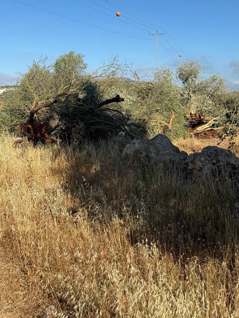 Thumbnail preview image for the video titled: Israeli settlers uprooted nearly 70 ancient olive and almond trees from lands belonging to Palestinians in Turmus Ayya