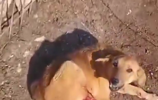 Thumbnail preview image for the video titled: Israeli forces assault residents’ guard dogs during a raid on Khan al-Ahmar