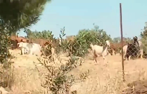 Thumbnail preview image for the video titled: Israeli settlers graze livestock on Palestinian land east of Yatta as part of efforts to seize land for settlement expansion