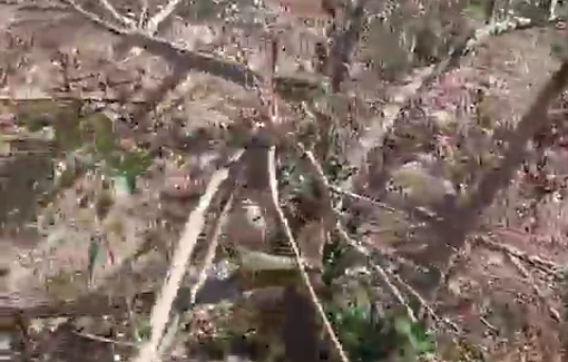 Thumbnail preview image for the video titled: Settlers uprooted olive trees in Khirbet al-Markaz, in Masafer Yatta, south of Hebron