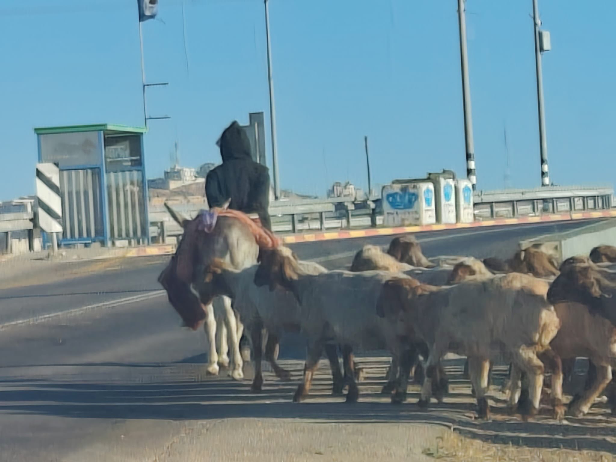 Thumbnail preview image for the video titled: Daily reports of Israeli minors grazing sheep in courtyards and next to Palestinian homein Deir Faza'a