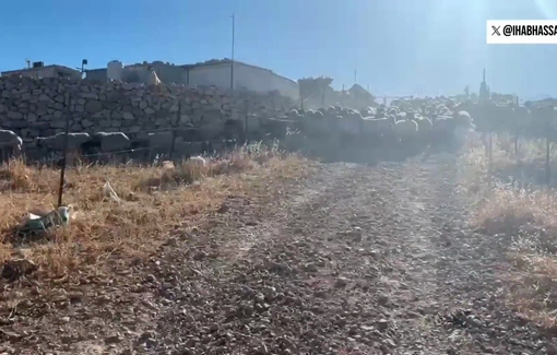 Thumbnail preview image for the video titled: Israeli settlers herding sheep on private property in the Christian village of Taybeh