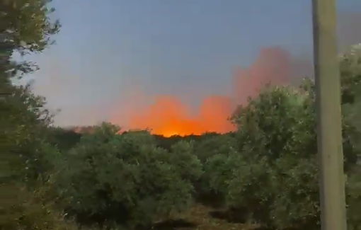 Thumbnail preview image for the video titled: Israeli settlers set fire to olive trees in the villages of Abu Falah and Turmus Ayya