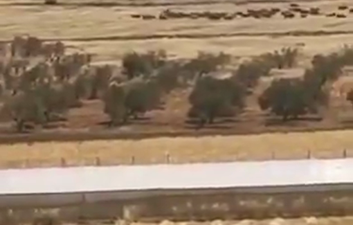 Thumbnail preview image for the video titled: Israeli settlers let their cows graze on Palestinian land near the village of Al-Mughayir