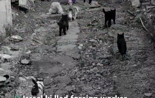 Thumbnail preview image for the video titled: Israel killed Rahma, a Sri Lankan worker, in an airstrike on Habboush, southern Lebanon, after she stayed to care for abandoned animals