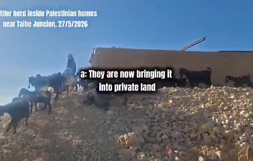 Thumbnail preview image for the video titled: At Taybeh Junction, Israeli police allow herds of settlers to graze on the land and in the courtyard of the Palestinian community