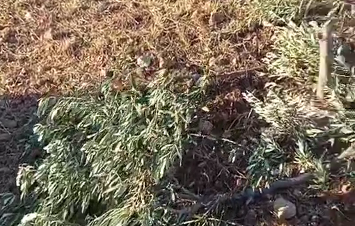 Thumbnail preview image for the video titled: Settlers cut down olive trees belonging to a Palestinian resident in the village of Deir Abu Mashal
